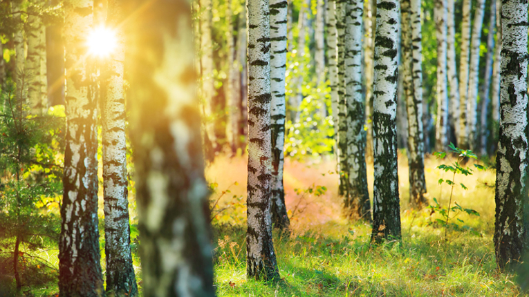 A global Estonian family markets birch water to the world