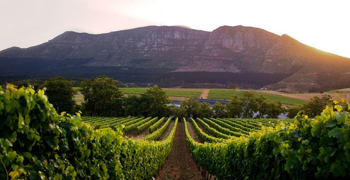 Top 10 Wine Farms In Cape Town